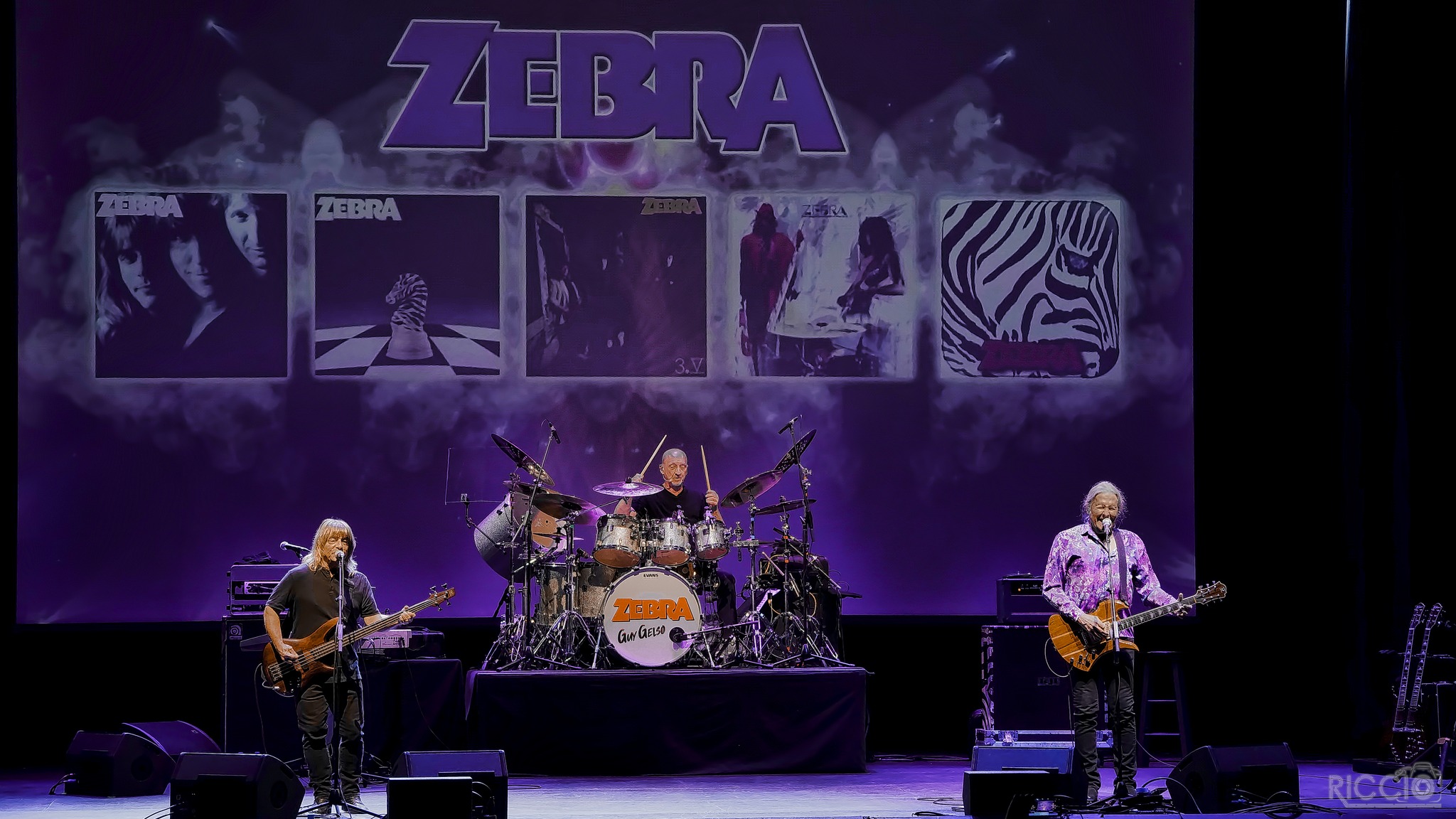 Zebra